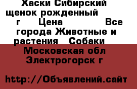 Хаски Сибирский (щенок рожденный 20.03.2017г.) › Цена ­ 25 000 - Все города Животные и растения » Собаки   . Московская обл.,Электрогорск г.